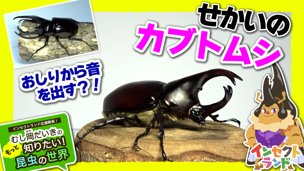 せかいのカブトムシ！【15限目/むし岡だいきのもっと知りたい昆虫の