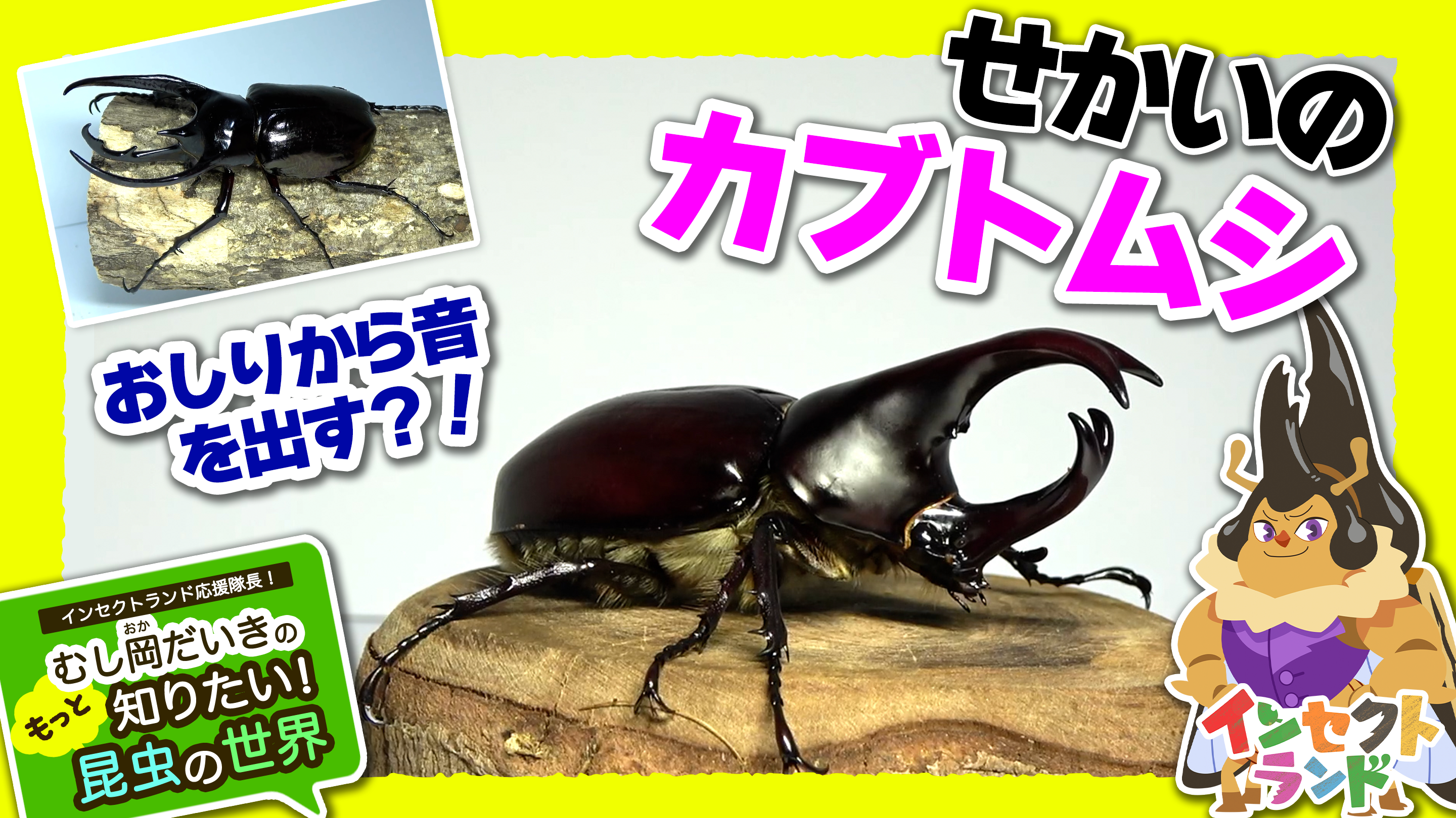 せかいのカブトムシ！【15限目/むし岡だいきのもっと知りたい昆虫の 