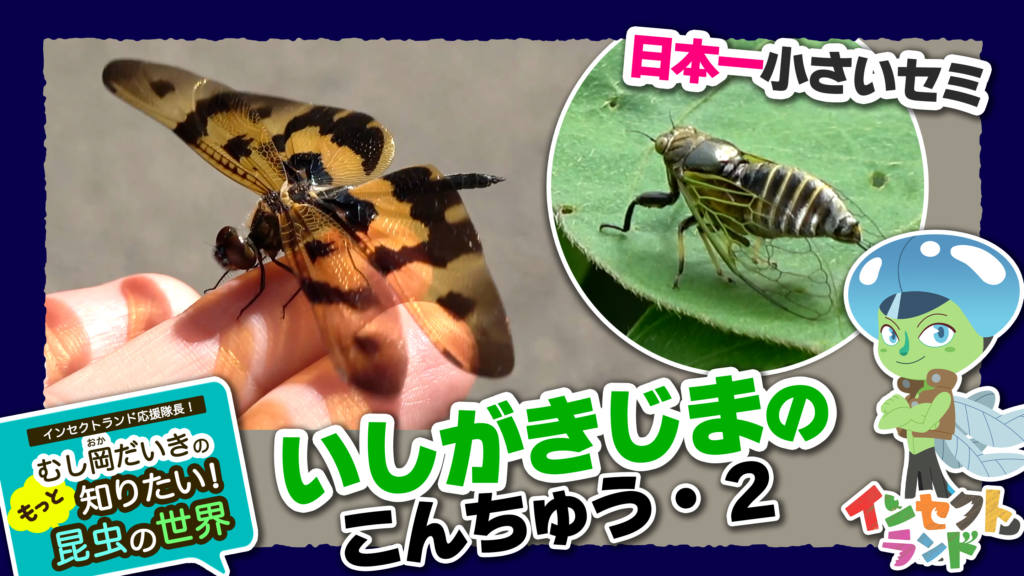石垣島の昆虫 パート2【17限目/むし岡だいきのもっと知りたい昆虫の世界】 香川照之プロデュース 自然教育絵本 INSECT LAND(インセクトランド)